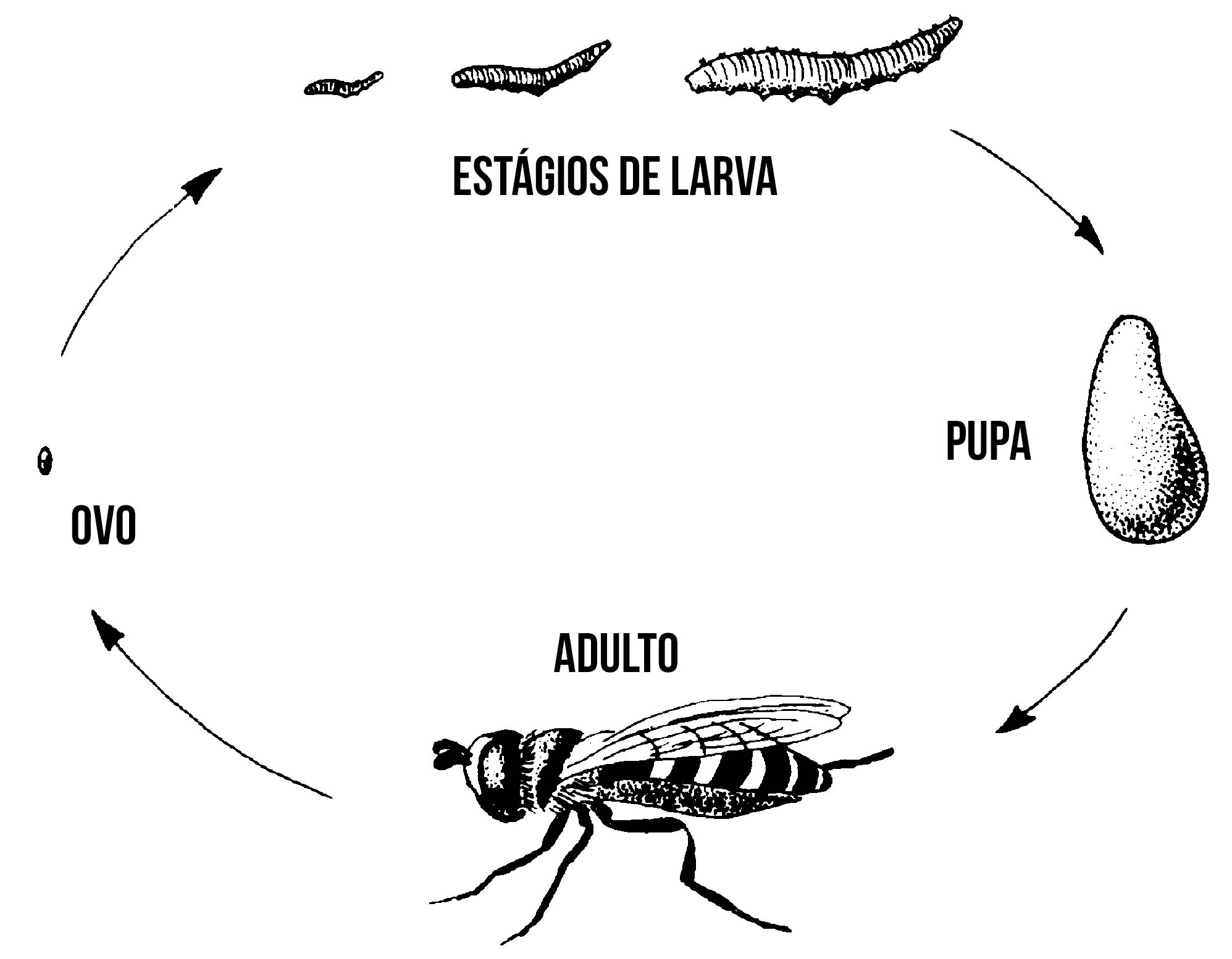 abelha ciclo vida
