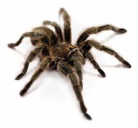 aranha 01
