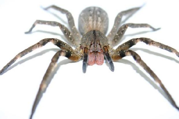 aranha armadeira