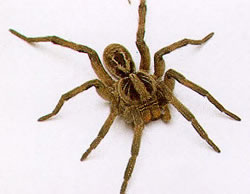 aranha grama