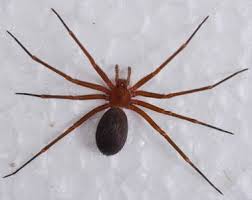 aranha marrom 1