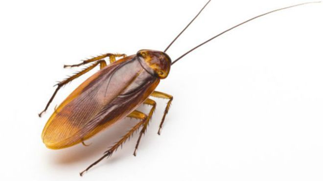 barata 01
