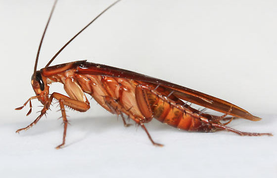 barata 02