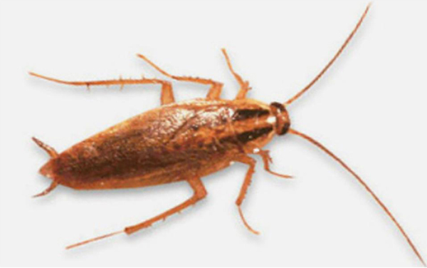 barata 03