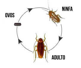 ciclo de vida barata
