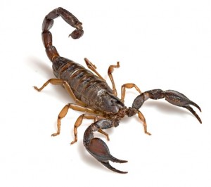 escorpião 01