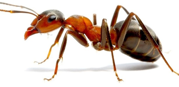 formiga 01