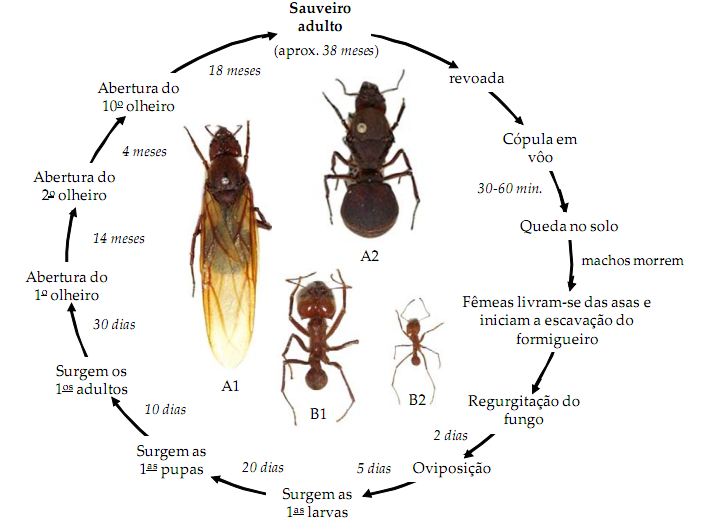 formiga ciclo vida 1