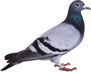 pomba 01