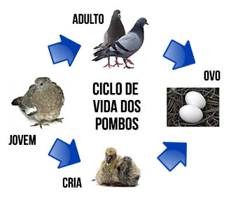 pomba clico vida