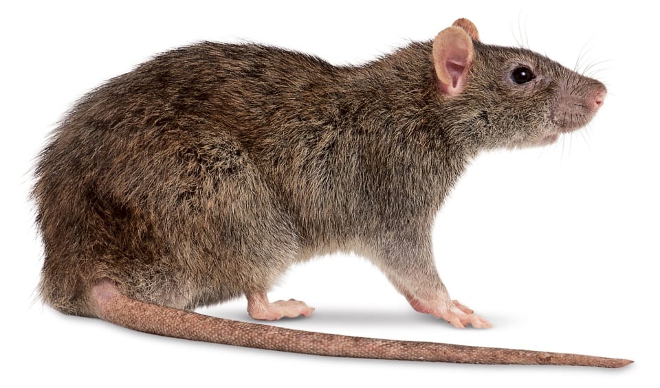 ratazana 1