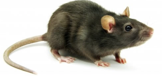 rato 2