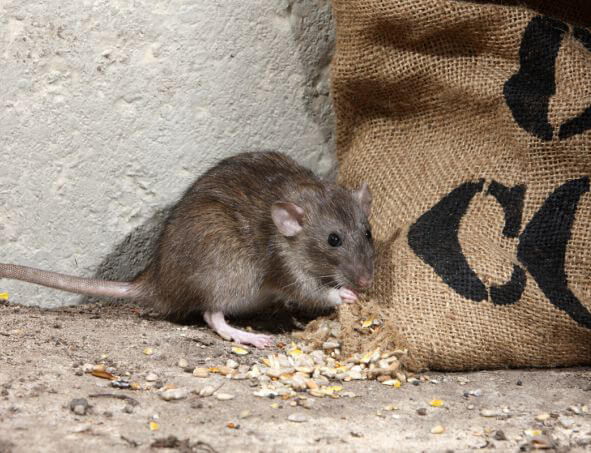 rato comida