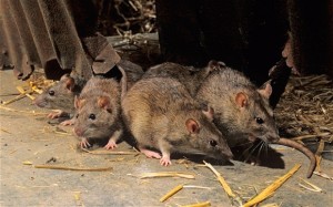 ratos