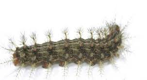 taturana 01