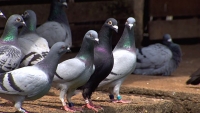 Pombos