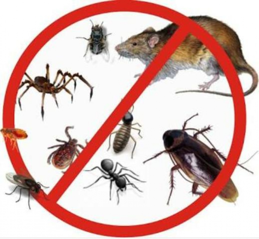 Pragas Urbanas