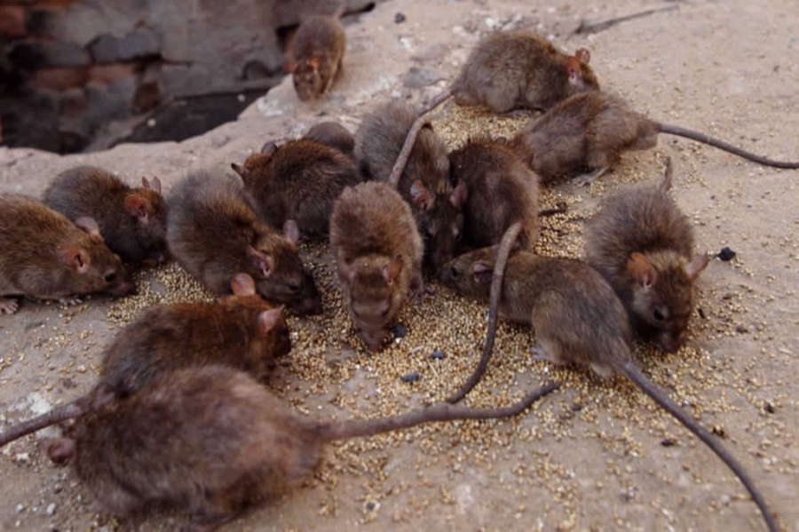 Controle de ratos