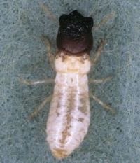 Cupim de madeira seca