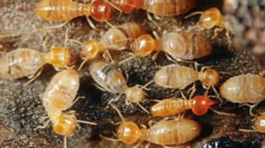 Cupim de madeira