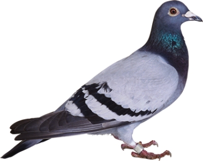 Pombo transmissor de doenças